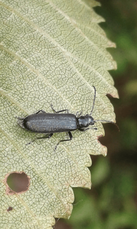 Dasytidae : Aplocnemus sp.? No Oedemeridae, Ischnomera sp.